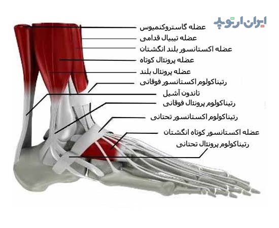 آناتومی مچ پا. تاندون های مچ پا