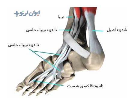 آناتومی مچ پا. تاندون های مچ پا