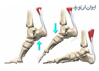 آناتومی مچ پا. تاندون های مچ پا