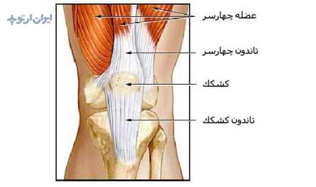 آناتومی زانو. تاندون عضله چهارسر ران