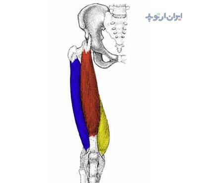 آناتومی زانو. جلوی ران