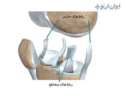 آناتومی زانو. رباط های متقاطع