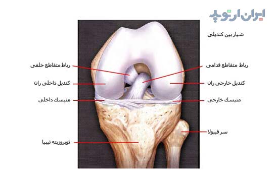 آناتومی زانو. رباط های صلیبی