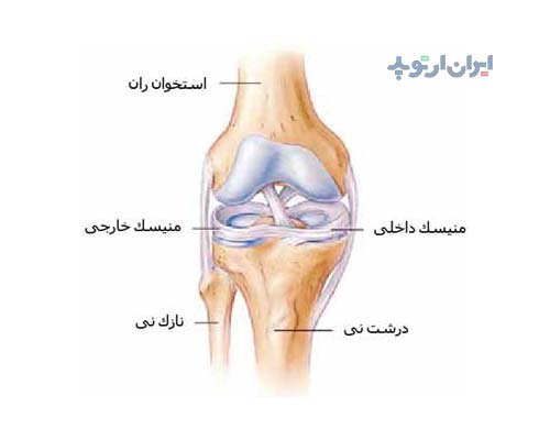 آناتومی زانو. منیسک ها و رباط های متقاطع