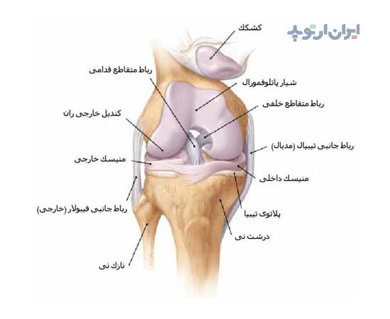 آناتومی زانو. رباط های جانبی خارجی