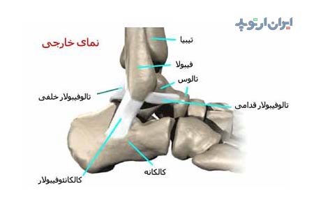 آناتومی مچ پا. رباط های مچ پا