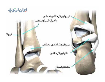 آناتومی مچ پا. رباط های مچ پا