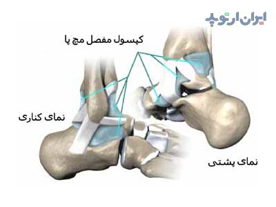 آناتومی مچ پا. رباط های مچ پا