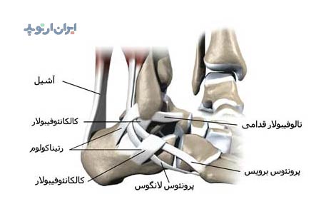 آناتومی مچ پا. رباط های مچ پا