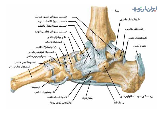 آناتومی مچ پا. رباط های مچ پا