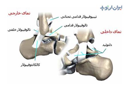 آناتومی مچ پا. رباط های مچ پا