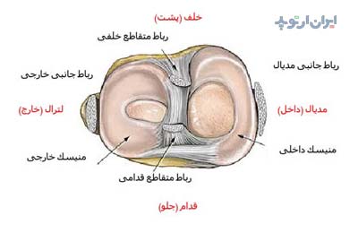 آناتومی زانو. رباط و منیسک های زانو