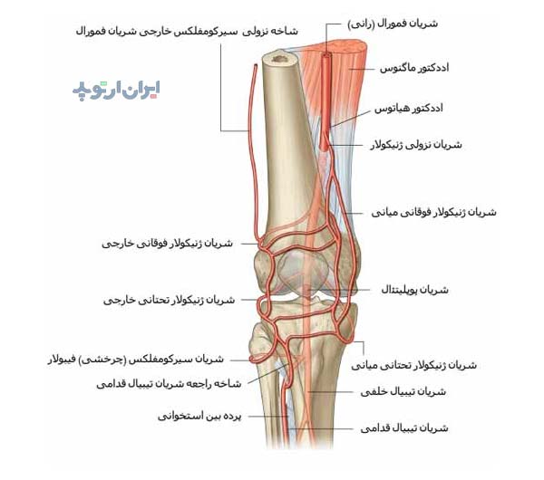 آناتومی زانو. شریان های زانو