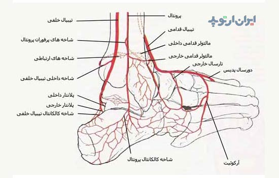 آناتومی مچ پا. شریان ها