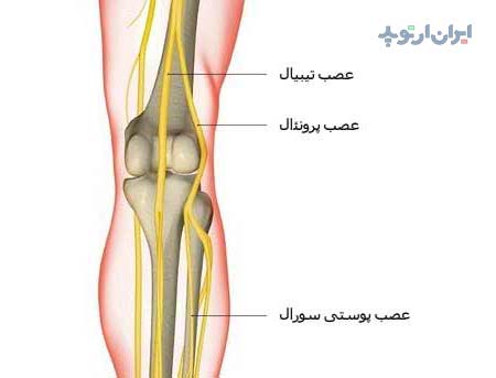 آناتومی زانو. عصب تیبیال