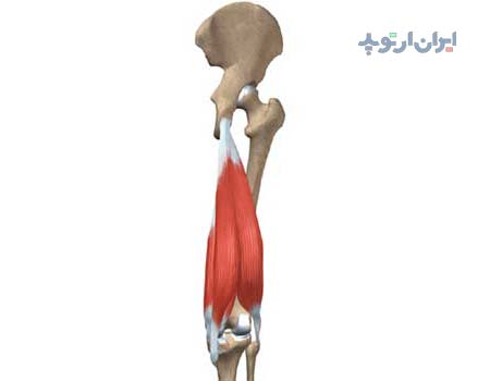 آناتومی زانو. عضلات همسترینگ در پشت ران