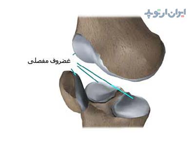 آناتومی زانو. غضروف مفصلی