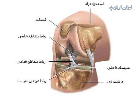 آناتومی زانو. منیسک و رباط