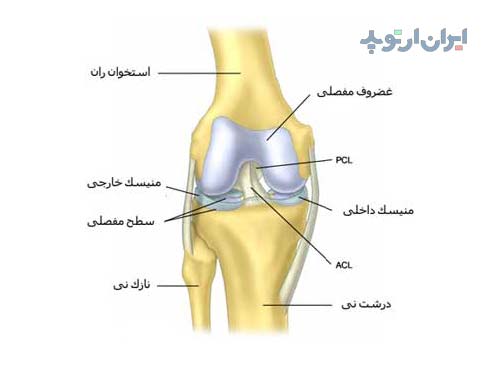 آناتومی زانو. منیسک ها