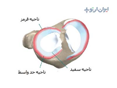 آناتومی زانو. نواحی منیسک