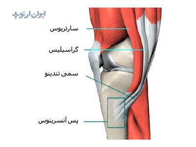 آناتومی زانو. پس آنسرینوس یا پنجه غازی