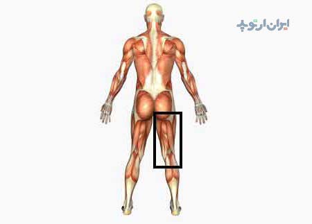 آناتومی زانو. پشت ران