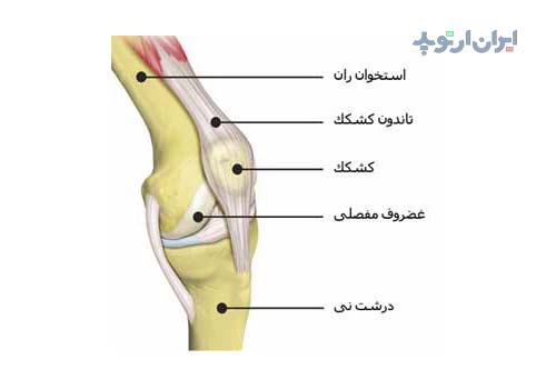 آناتومی زانو. کشکک