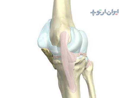 آناتومی زانو. کپسول مفصلی