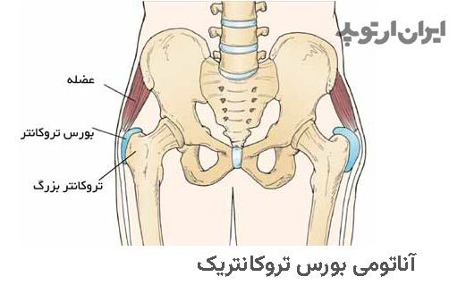 آناتومی بورس تروکانتریک چیست