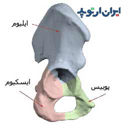 قسمت های مختلف استخوان بی نام لگن