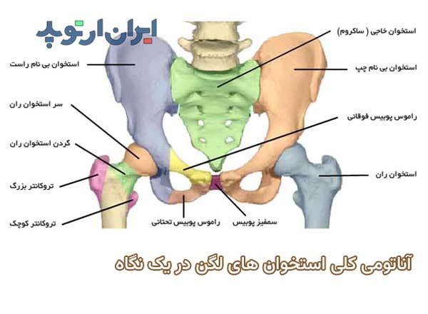 استخوان های لگن خاصره در یک نگاه