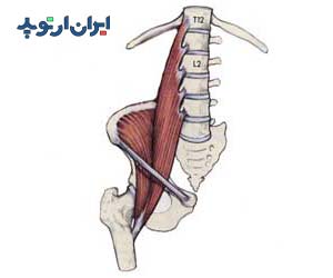  عضله ایلیوپسواس