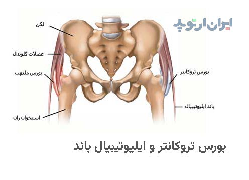 آناتومی بورس تروکانتر و ایلیوتیبیال باند