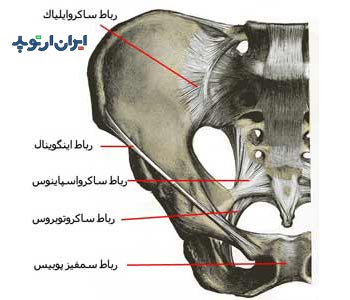 آناتومی رباط های لگن