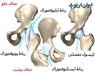 رباط های مفصل ران