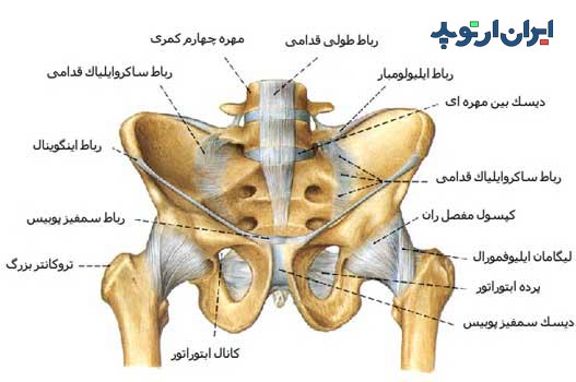 آناتومی رباط و لیگامان های لگن چگونه است