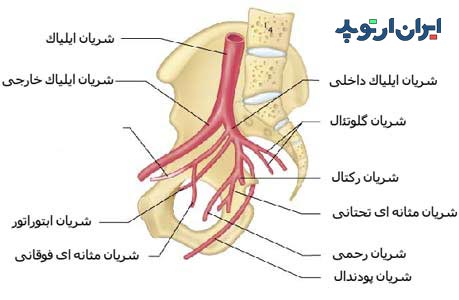 آناتومی شریان های لگن