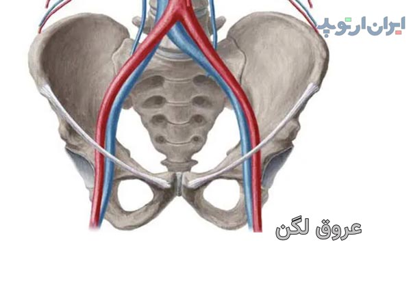 آناتومی عروق لگن