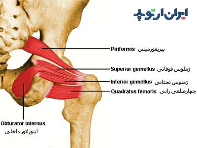 عضلات چرخانده مفصل ران