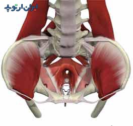 عضلات کف لگن، عضله ایلیاک و عضلاتی را که از مهره های کمری به لبه پشتی استخوان ایلیاک متصل میشوند