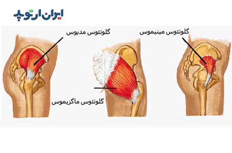 عضلات گلوتئوس باسن در لگن