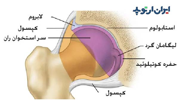 لابروم و کپسول مفصلی