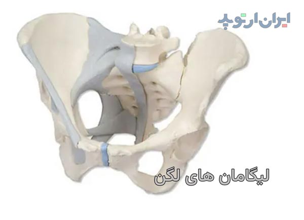 آناتومی لیگامان های لگن چگونه است