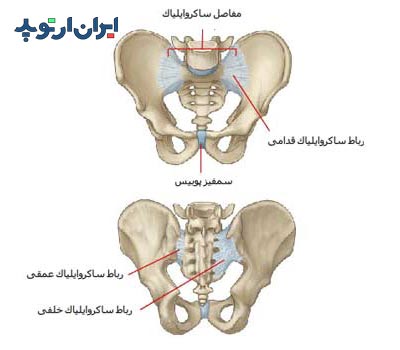 آناتومی لیگامان های لگن