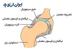 ساختار مفصل ران و مایع سینوویال و کپسول مفصل