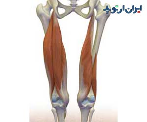  عضلات همسترینگ در پشت ران