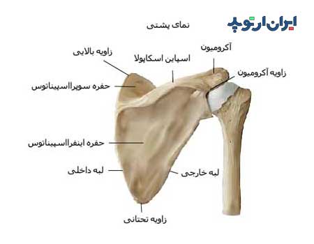 آناتومی شانه. استخوان بندی