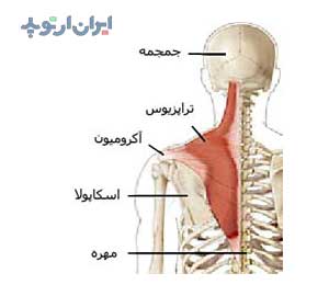 آناتومی شانه. عضله تراپزیوس