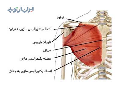 آناتومی شانه. عضله پکتورالیس