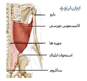 آناتومی شانه. عضله لاتیسموس دورسی